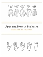 APES AND HUMAN EVOLUTION