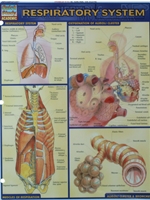 RESPIRATORY SYSTEM