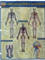 CIRCULATORY SYSTEM