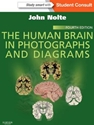 HUMAN BRAIN IN PHOTOGRAPHS...-W/ACCESS